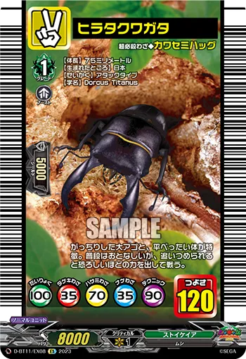 Flat Stag-beetle